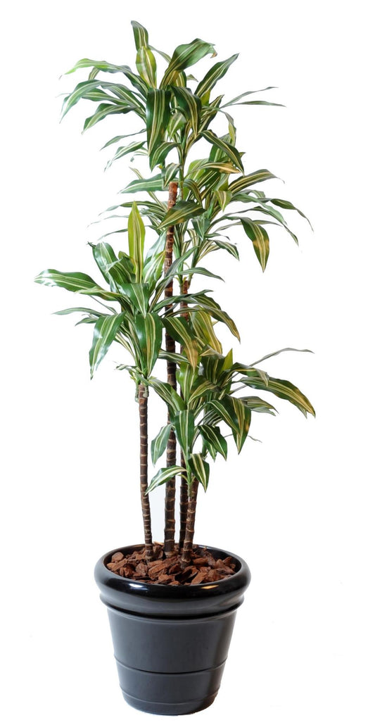 Plante artificielle Dracaena Fragrans 4 tiges - déco d'intérieur - H.145cm