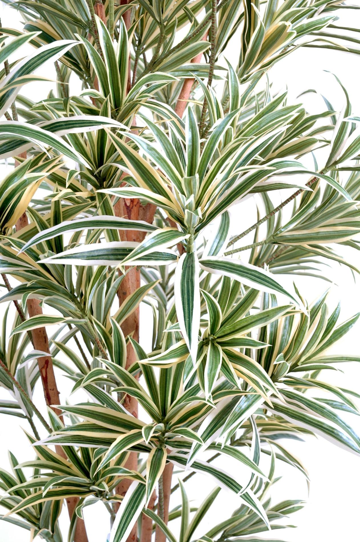 Plante artificielle Dracaena Reflexa - décoration d'intérieur - H.110cm vert jaune