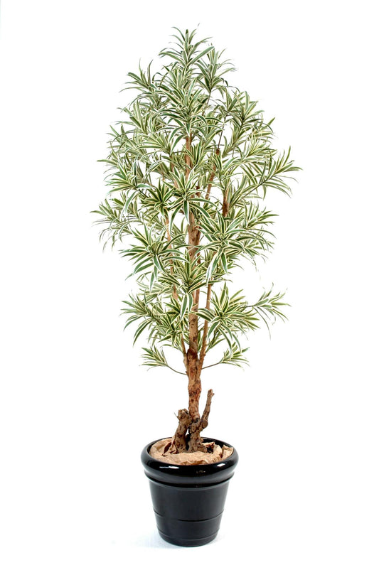 Plante artificielle Dracaena Reflexa - décoration d'intérieur - H.180cm vert jaune