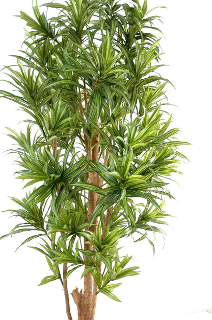 Plante artificielle Dracaena Reflexa - décoration d'intérieur - H.180cm vert