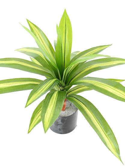 Plante artificielle Dracaena large - décoration d'intérieur - H.55cm panaché