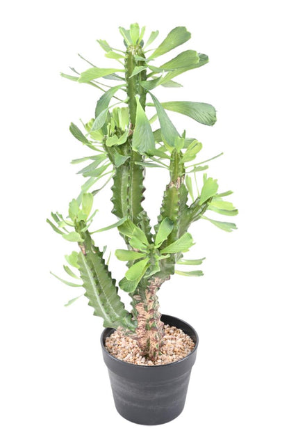 Plante artificielle Euphorbe lactée - Plante pour intérieur - H.65cm vert