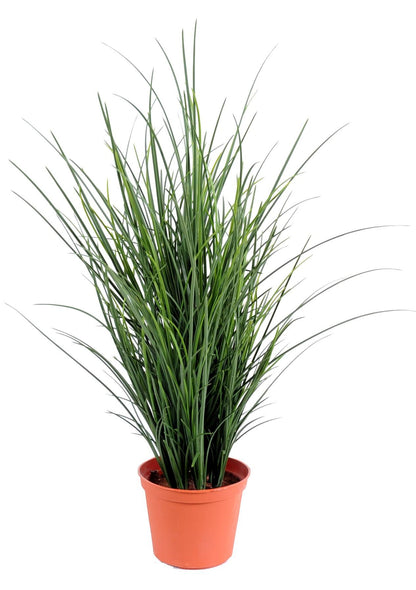 Plante artificielle Herbe fine en pot - intérieur extérieur - H.60cm vert