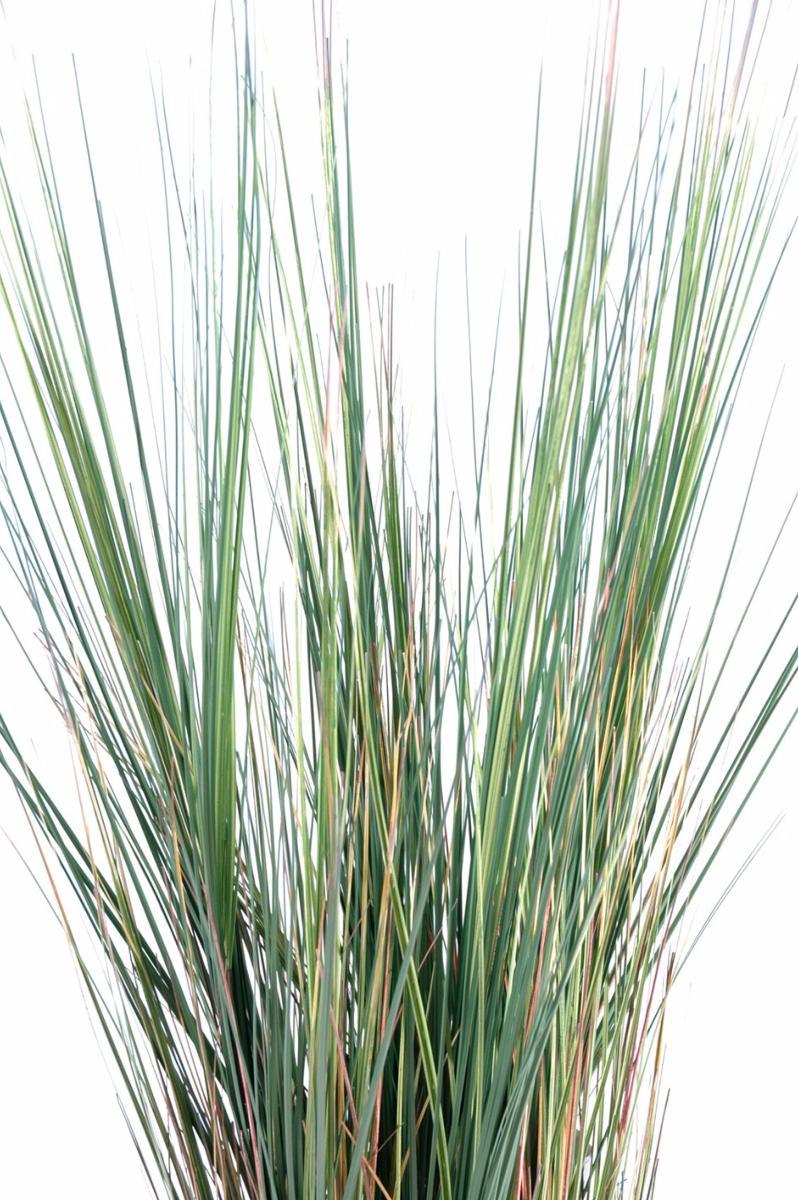 Plante artificielle Herbe luxe Onion Grass en pot - intérieur - H. 125cm vert jaune