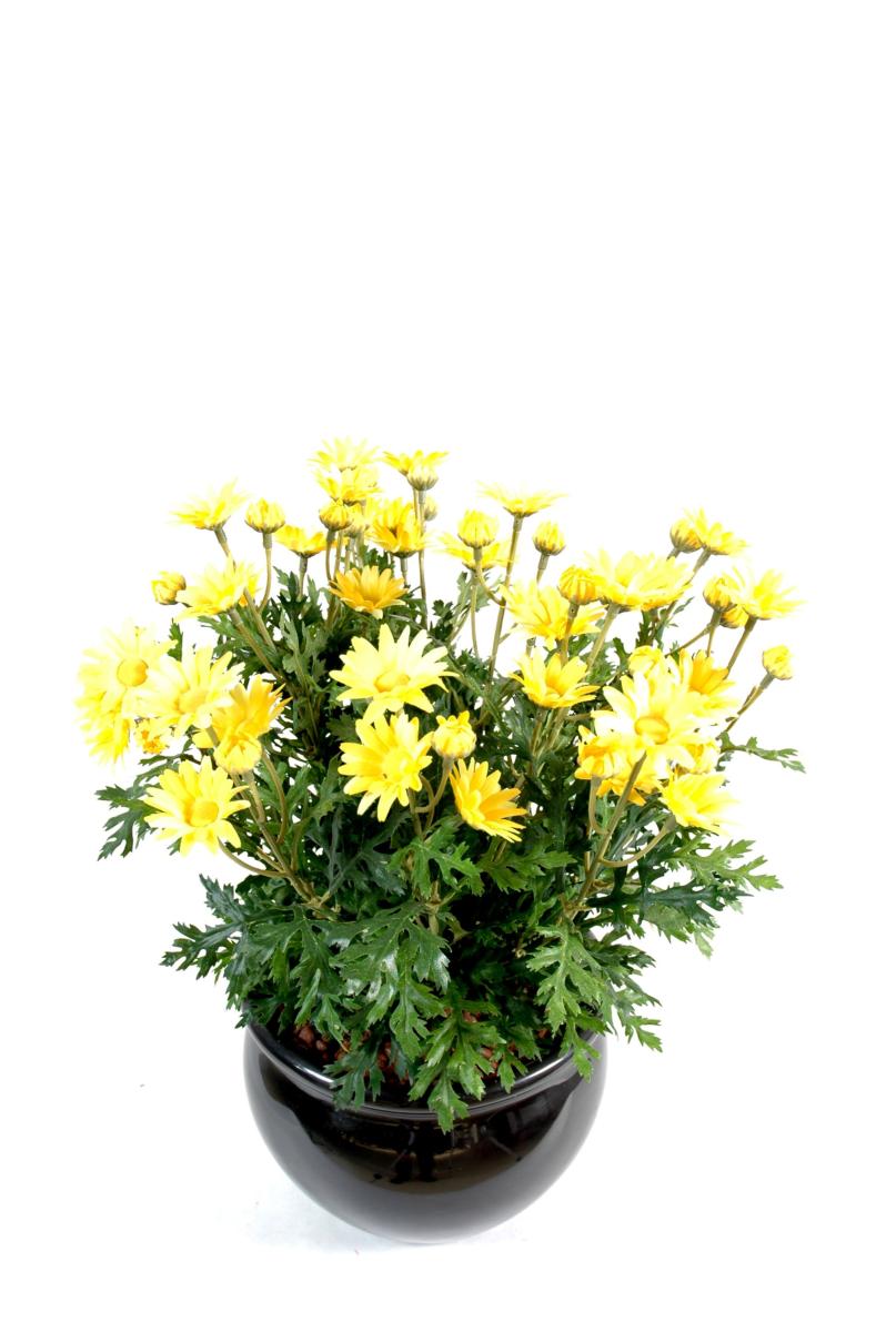 Plante artificielle Marguerite Anthemis - plante d'intérieur - H.40cm jaune