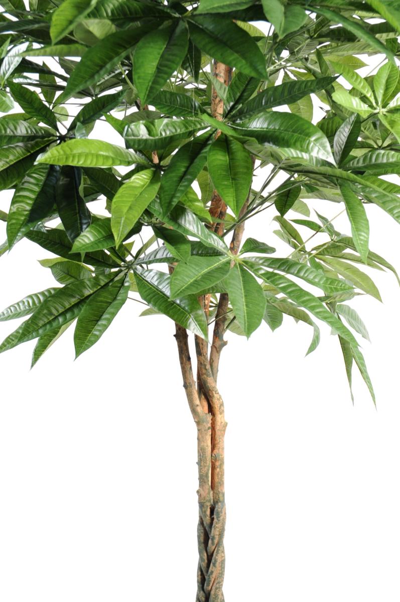 Plante artificielle Pachira tressé - arbre pour intérieur - H.180cm