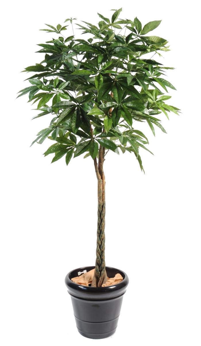 Plante artificielle Pachira tressé - arbre pour intérieur - H.180cm