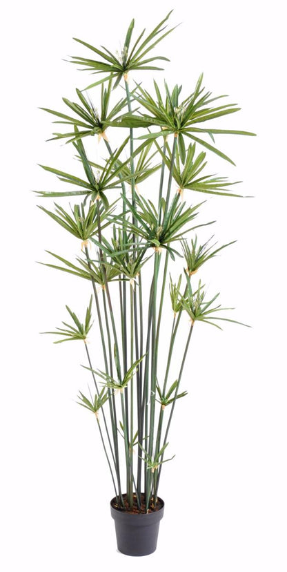 Plante artificielle Papyrus Alternifolius en pot - intérieur - H.180cm vert