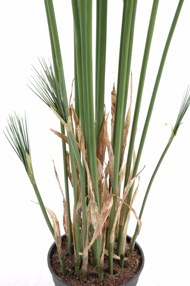 Plante artificielle Papyrus Cyperus du Nil en pot - intérieur - H. 155cm vert