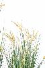 Plante artificielle Papyrus Scirpus Validus fleuri en pot - intérieur - H. 90cm