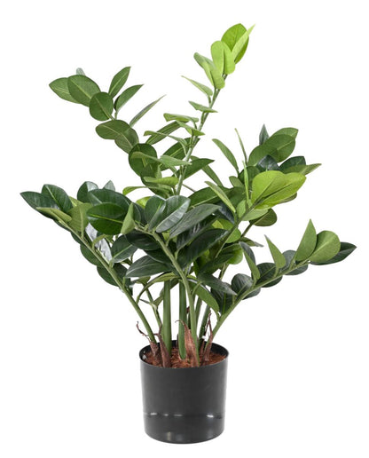 Plante artificielle verte Zamioculcas - décoration pour intérieur - H.60cm