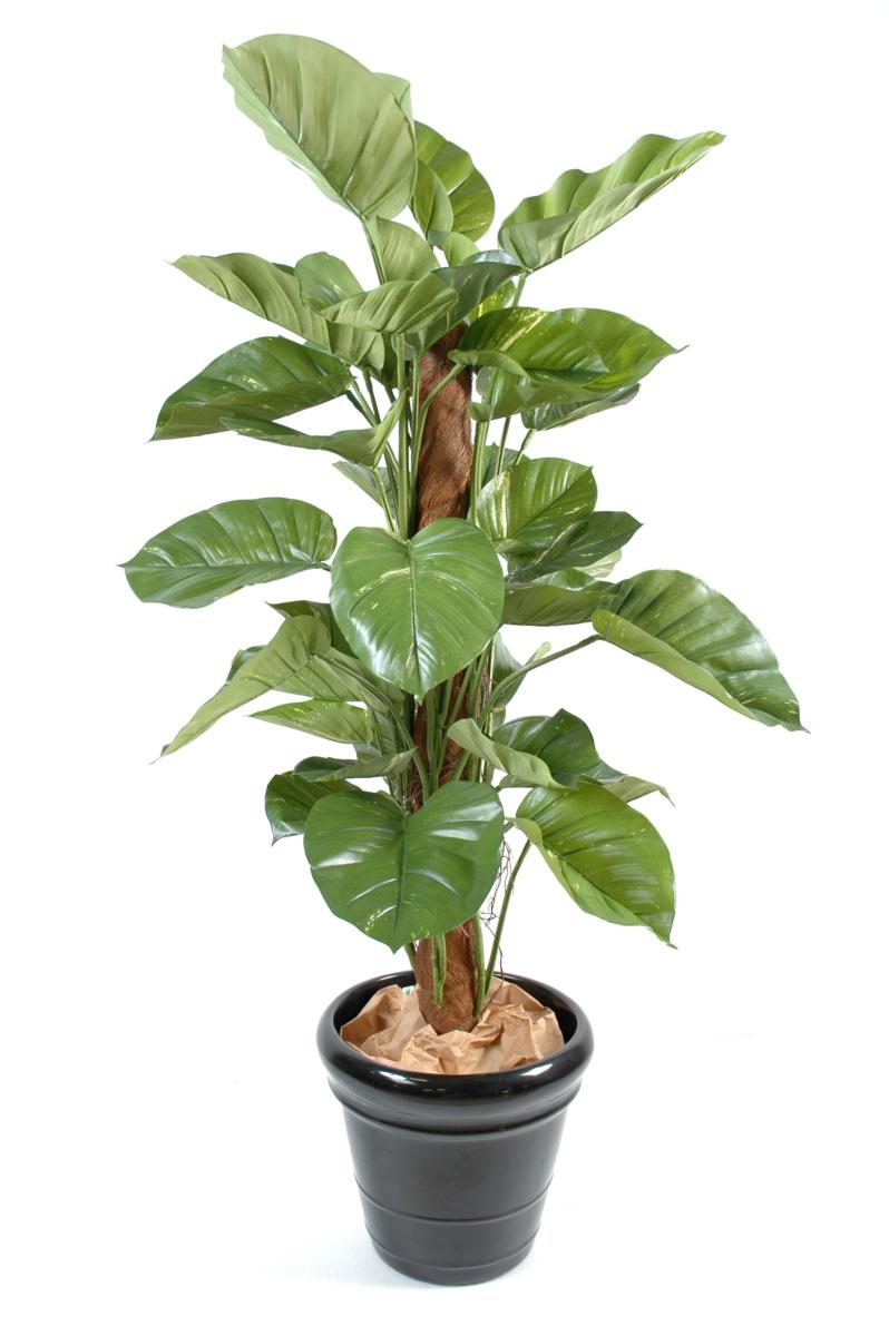 Plante verte artificielle Pothos géant tuteur coco - intérieur - H.150cm