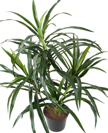 Plante artificielle Dracaena Anita - décoration d'intérieur - H.45cm vert