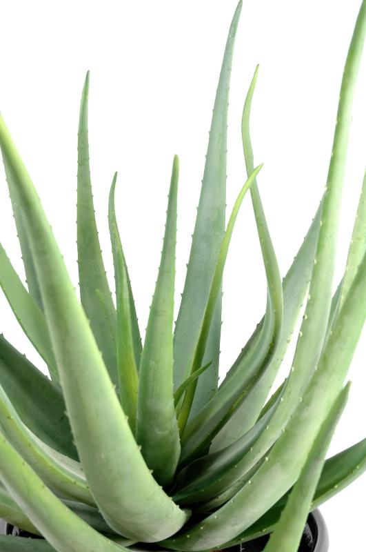 Plante artificielle Aloe vera en pot - cactus pour intérieur extérieur - H.55cm