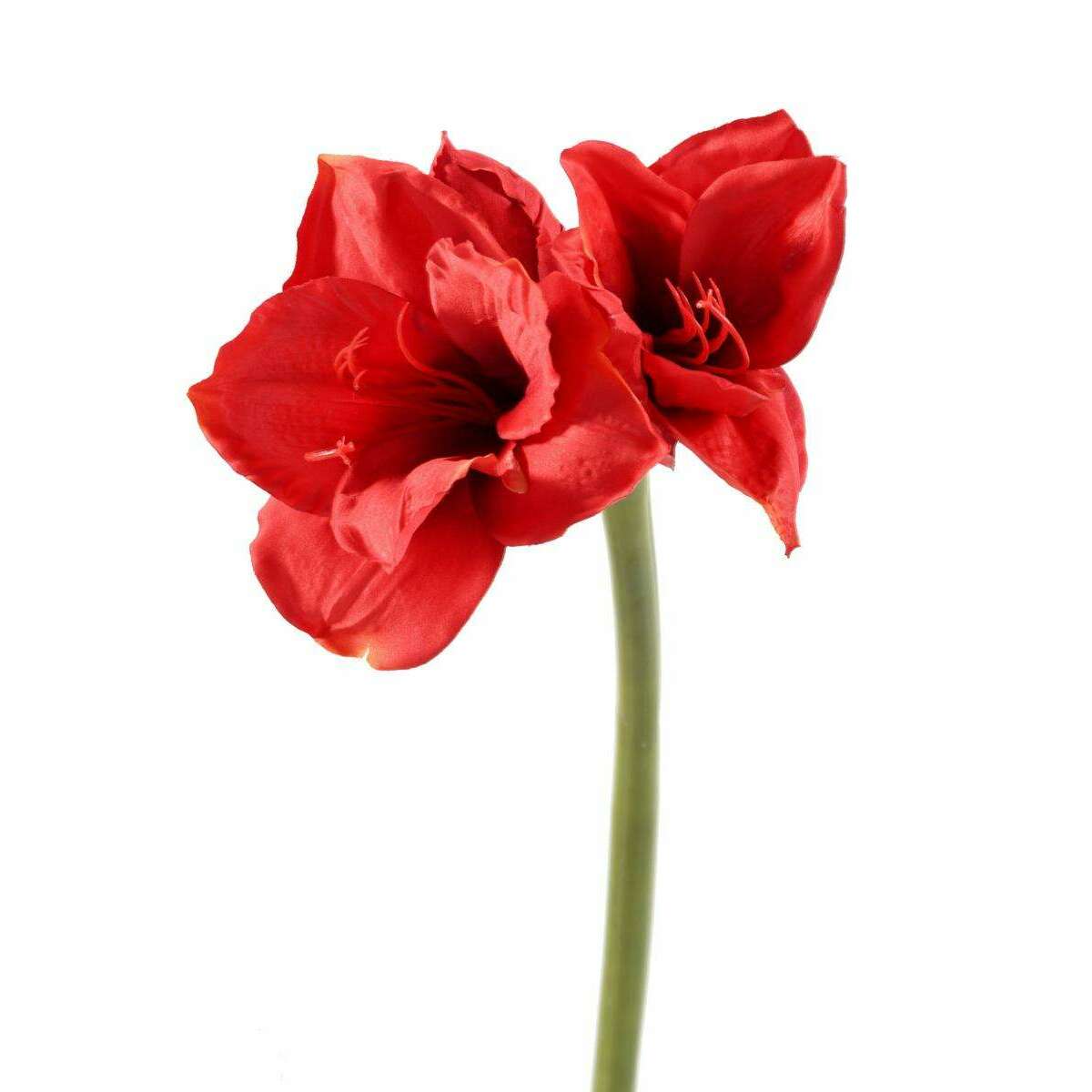 Amaryllis artificielle à la tige 2 fleurs - composition florale - H.75cm rouge