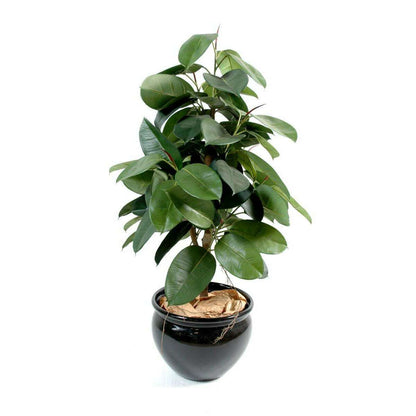 Arbre artificiel Ficus elastica - plante synthétique - H.110cm