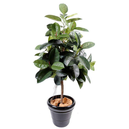 Arbre artificiel Ficus elastica - plante synthétique - H.180cm