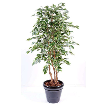 Arbre artificiel Ficus Exotica - plante d'intérieur - H.180cm vert/crème