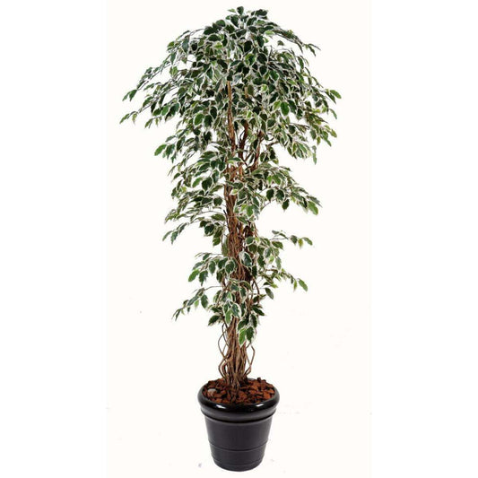 Arbre artificiel Ficus lianes grandes feuilles - plante d'intérieur - H.150cm vert/crème