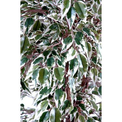 Arbre artificiel Ficus lianes grandes feuilles - plante d'intérieur - H.150cm vert/crème