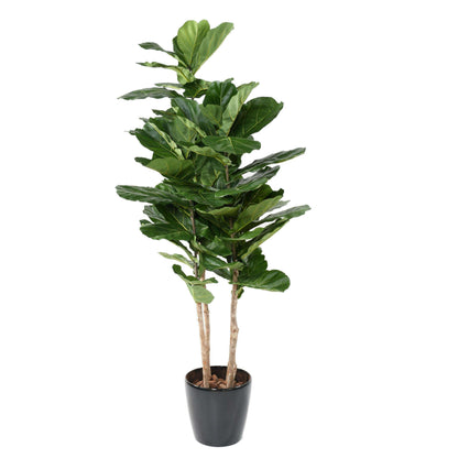 Arbre artificiel Ficus Lyrata multi GF - plante verte d'intérieur - H.210cm vert