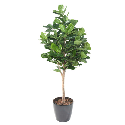 Arbre artificiel Ficus Lyrata Royal - plante artificielle d'intérieur - H.180cm vert