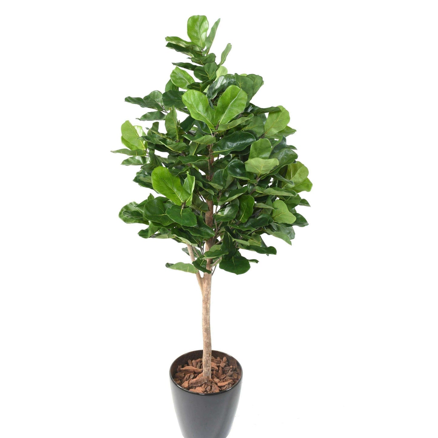 Arbre artificiel Ficus Lyrata Royal - plante artificielle d'intérieur - H.180cm vert