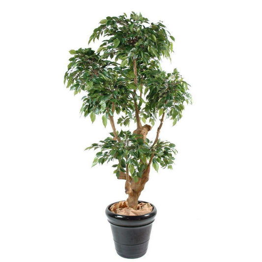 Arbre artificiel Ficus Natasja 5 têtes - plante synthétique intérieur - H.170cm