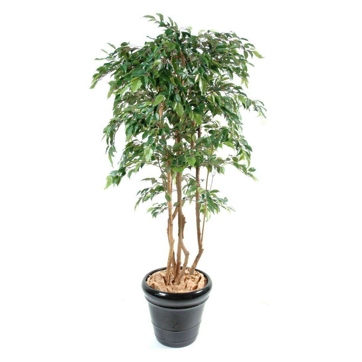 Arbre artificiel Ficus Natasja multi-troncs - plante synthétique intérieur - H.150cm