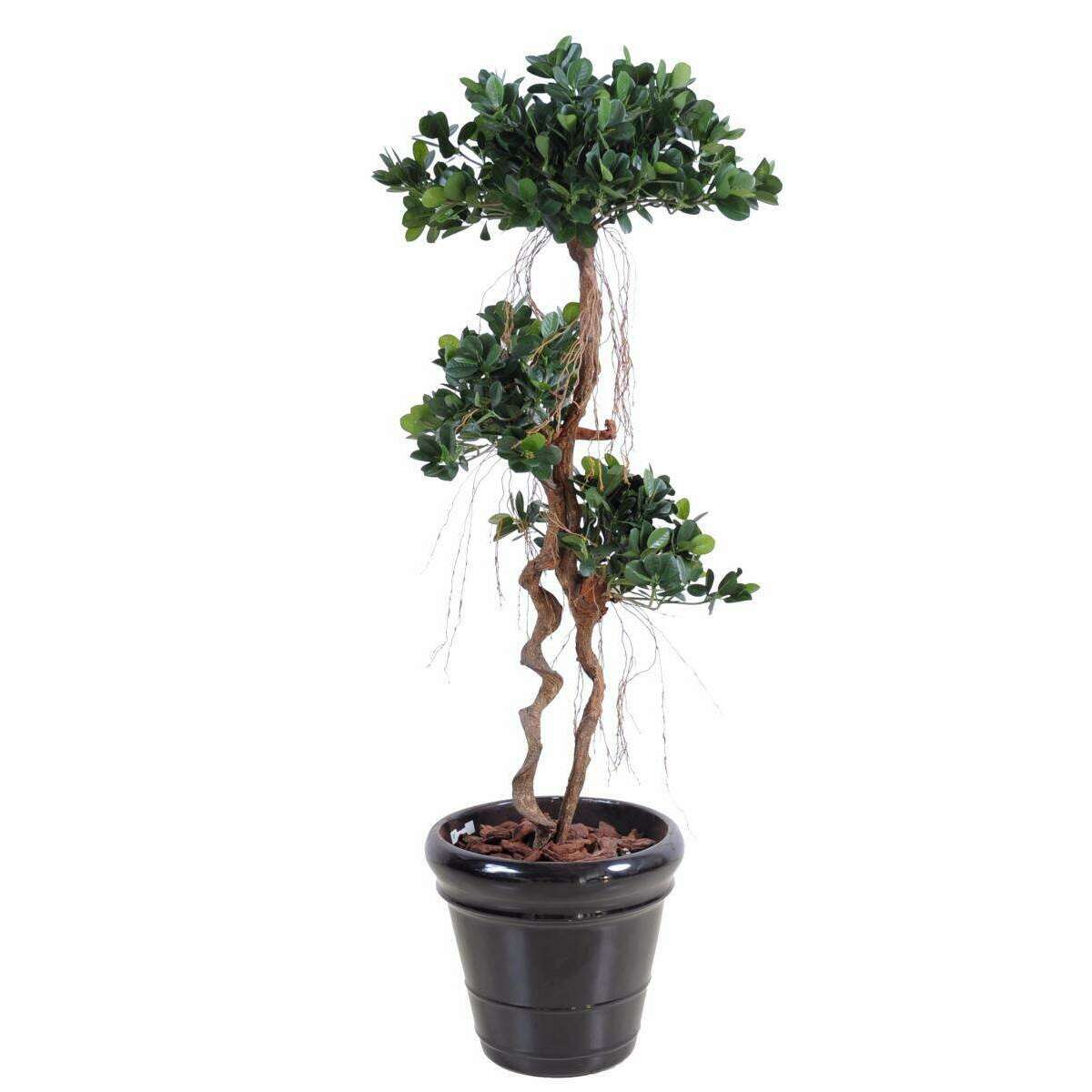 Arbre artificiel Ficus Panda Microcarpa - plante intérieur - H.140cm