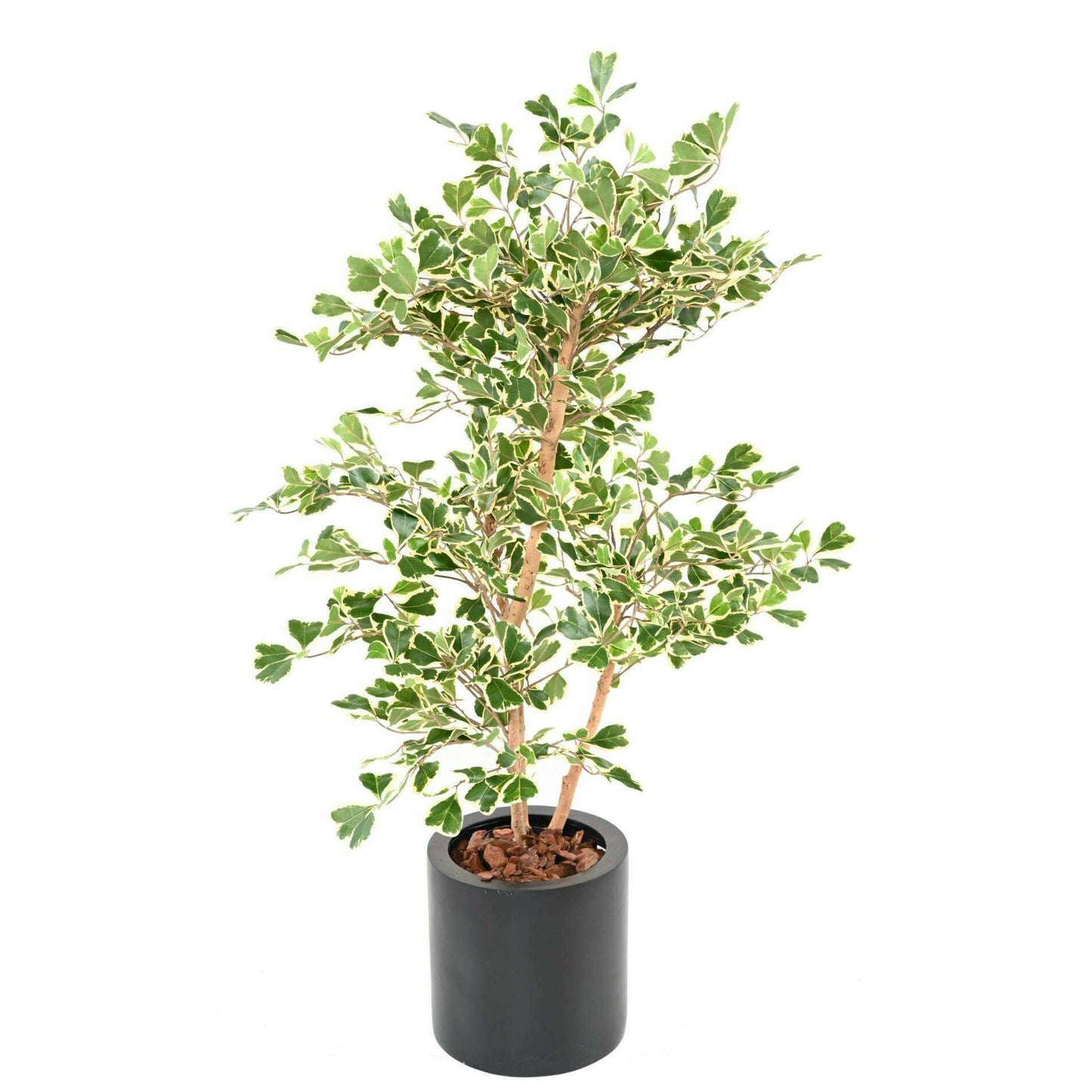 Arbre artificiel Ficus Triangularis - plante d'intérieur - H.120cm vert/crème