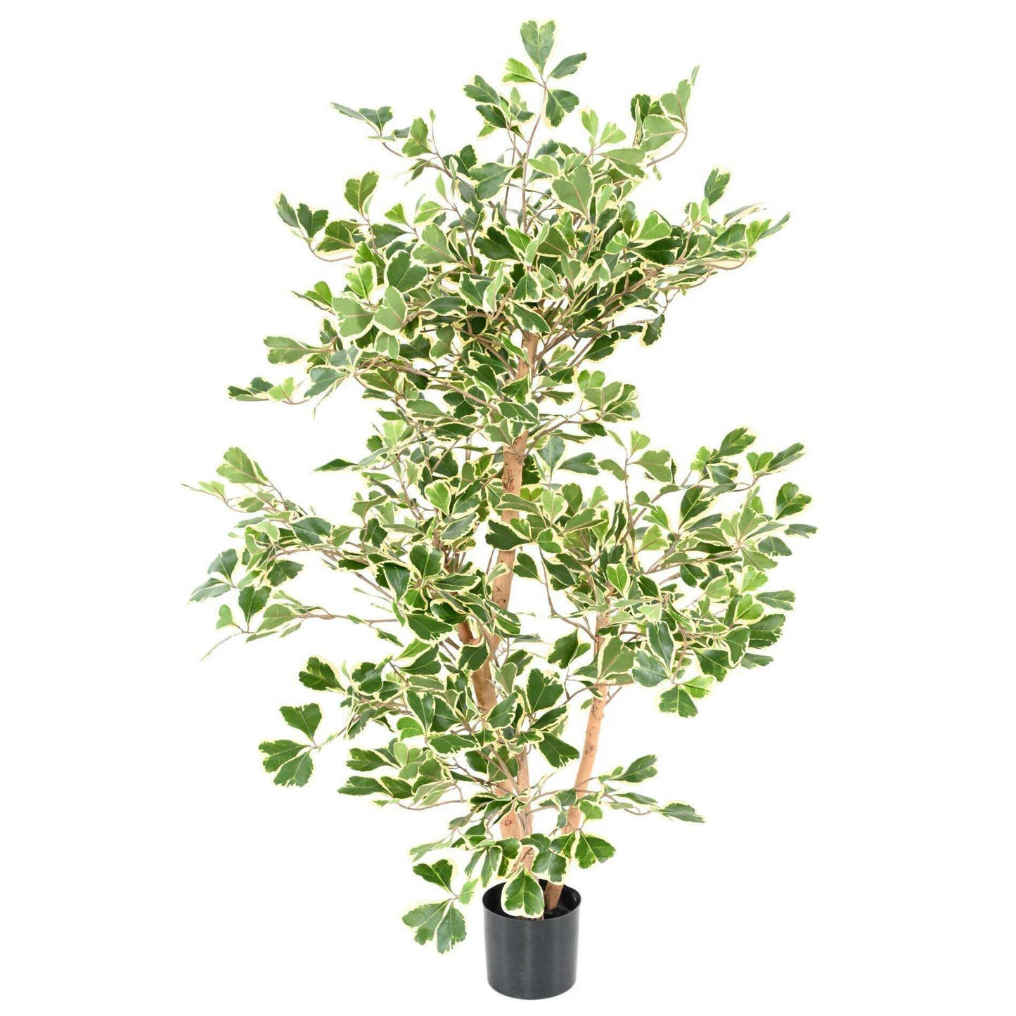 Arbre artificiel Ficus Triangularis - plante d'intérieur - H.120cm vert/crème