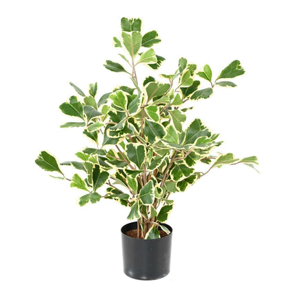 Arbre artificiel Ficus Triangularis - plante d'intérieur - H.50cm vert/crème