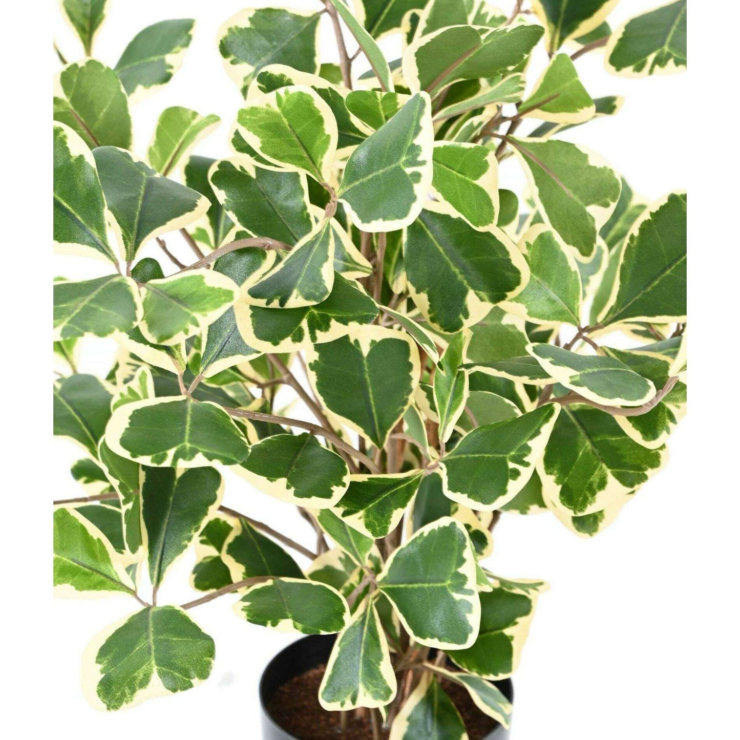 Arbre artificiel Ficus Triangularis - plante d'intérieur - H.50cm vert/crème