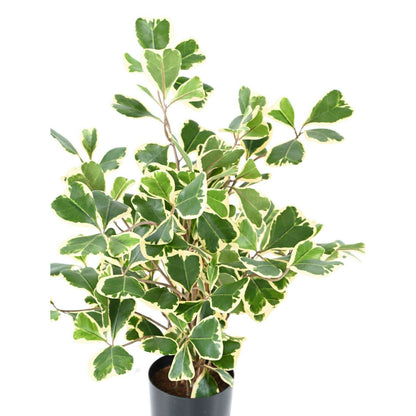 Arbre artificiel Ficus Triangularis - plante d'intérieur - H.50cm vert/crème