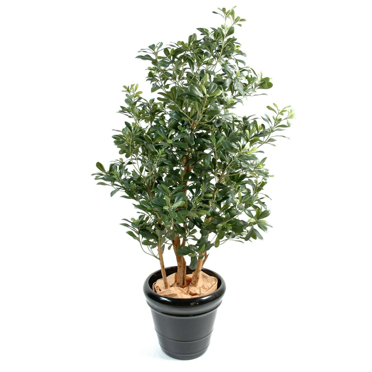 Arbre artificiel Pittosporum - plante artificielle d'intérieur - H.150cm