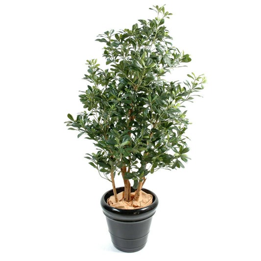 Arbre artificiel Pittosporum - plante artificielle d'intérieur - H.150cm