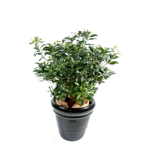 Arbre artificiel Pittosporum buisson - plante artificielle d'intérieur - H.80cm