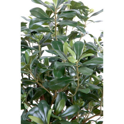 Arbre artificiel Pittosporum buisson - plante artificielle d'intérieur - H.80cm