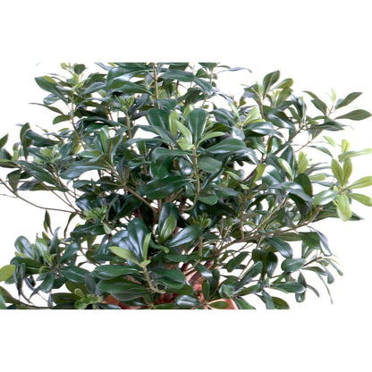 Arbre artificiel Pittosporum buisson - plante artificielle d'intérieur - H.80cm