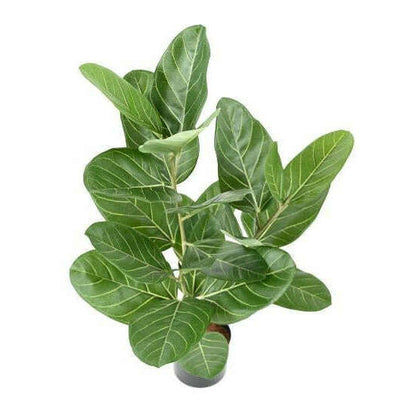 Arbuste artificiel Ficus Audrey - plante synthétique d'intérieur - H.62cm