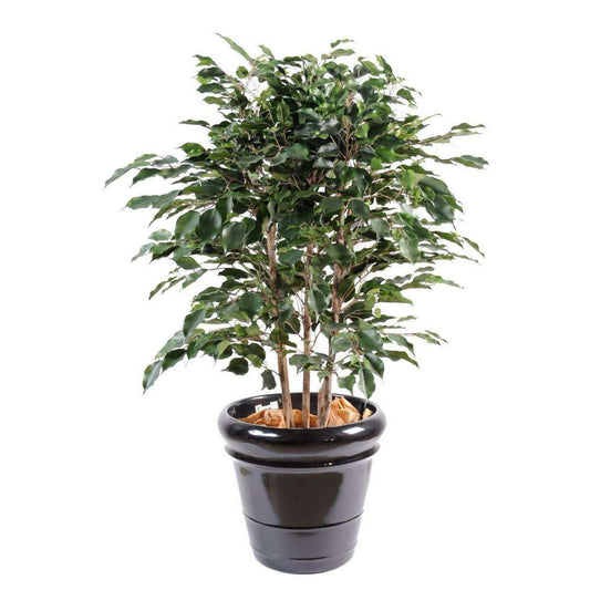 Arbuste artificiel Ficus Exotica buisson - plante d'intérieur - H.110cm vert