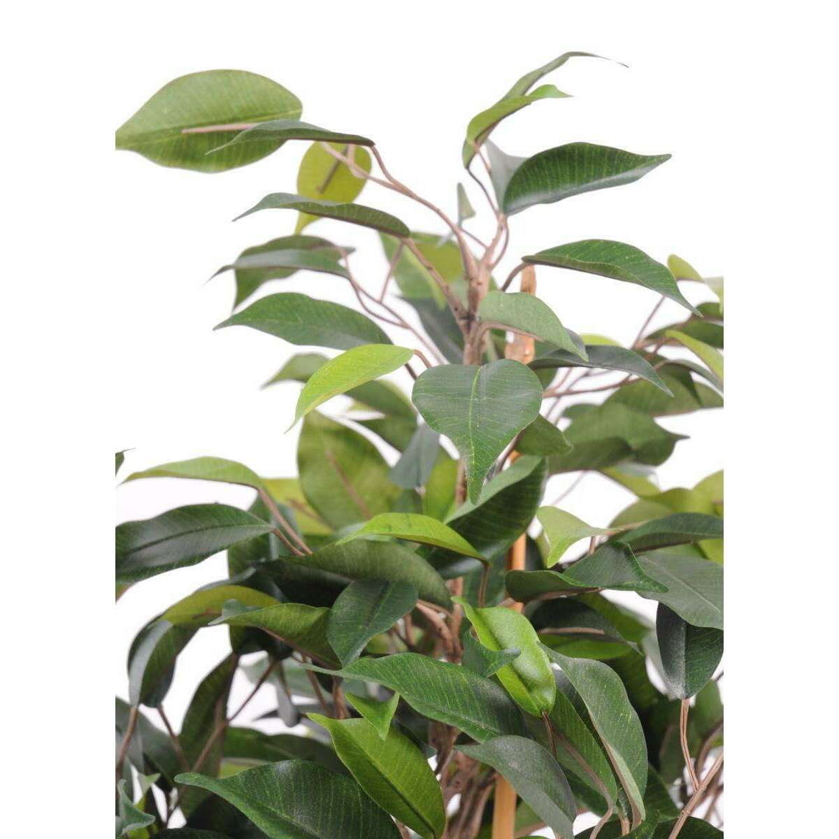 Arbuste artificiel Ficus Natasja - plante synthétique intérieur - H.60cm