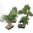 Bonsaï Aralia arbre miniature en coupe - plante synthétique intérieur - H.60cm