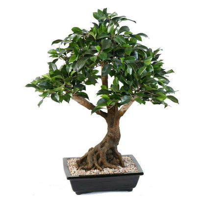 Bonsaï artificiel arbre miniature Ficus en coupe - plante d'intérieur - H.58cm