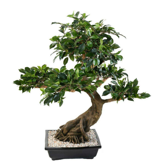 Bonsaï artificiel arbre miniature Ficus en coupe - plante d'intérieur - H.78 cm