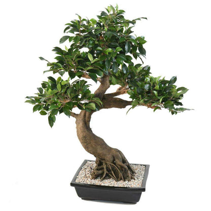 Bonsaï artificiel arbre miniature Ficus en coupe - plante d'intérieur - H.78 cm