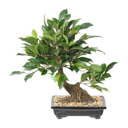 Bonsaï artificiel arbre miniature Ficus en coupe - plante intérieur - H.38cm