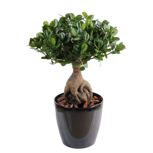 Bonsaï artificiel arbre miniature Ficus Panda Ginseng - plante d'intérieur - H.60cm