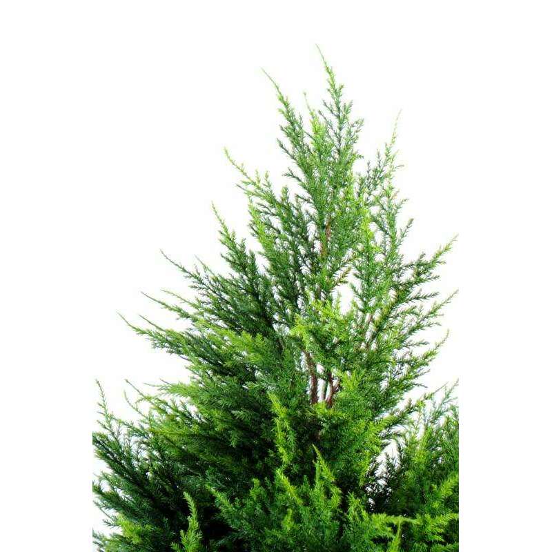 Cyprès artificiel Juniperus vert/jaune 160cm